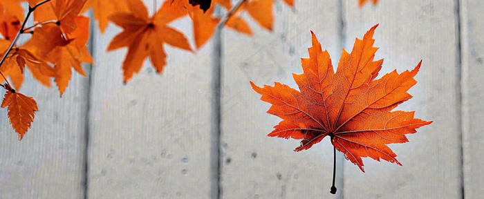 秋天红色秋叶简约特写，立秋秋分摄影图