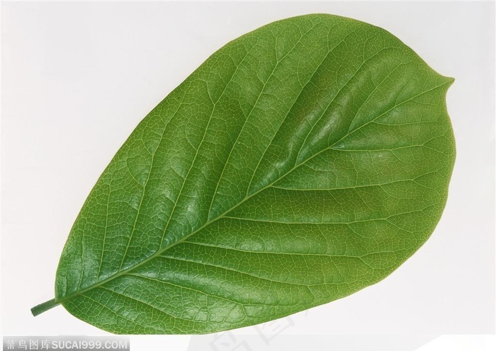 漂亮树叶椭圆形树叶