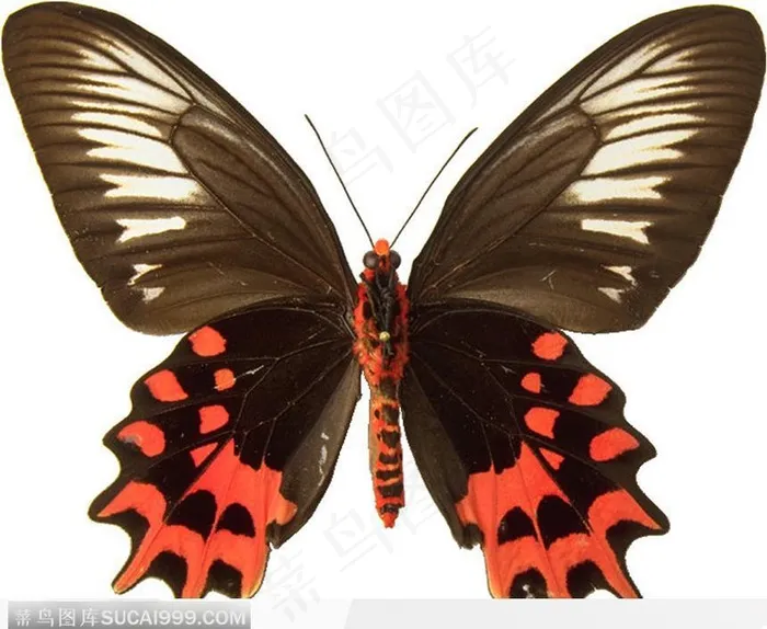 蝴蝶标本（黑色蝴蝶）