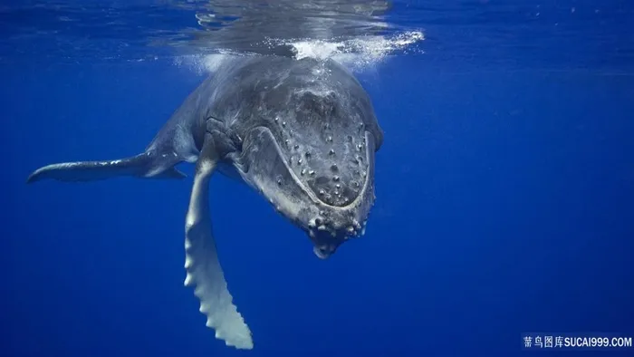 动物，鲸鱼海底壁纸野生动物
