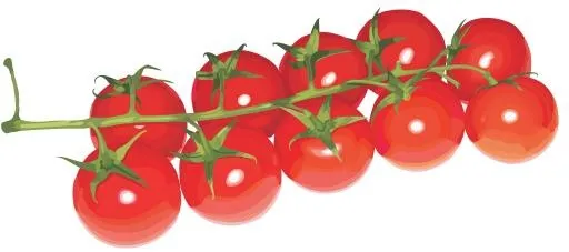 PNG树枝上的樱桃番茄免抠