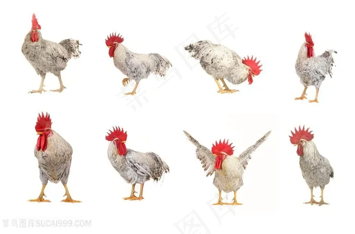 各种形态母鸡动物高清图片