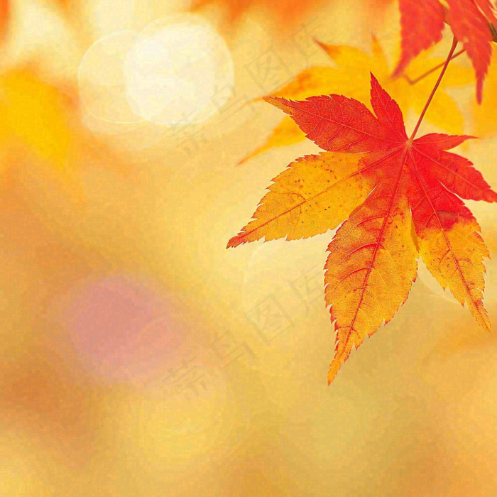 秋天秋意黄色落叶枫叶意境，秋分立秋摄影图