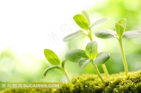 刚出土的小树苗10241076px