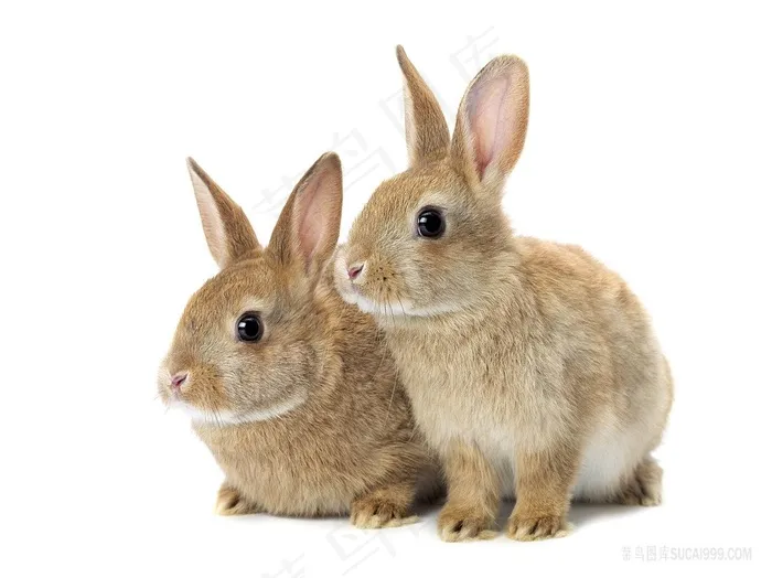 两只可爱的小兔子