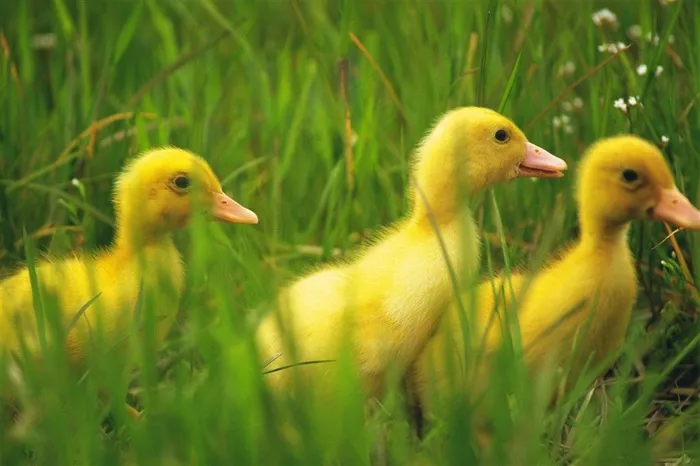 草丛里的小黄鸭图片