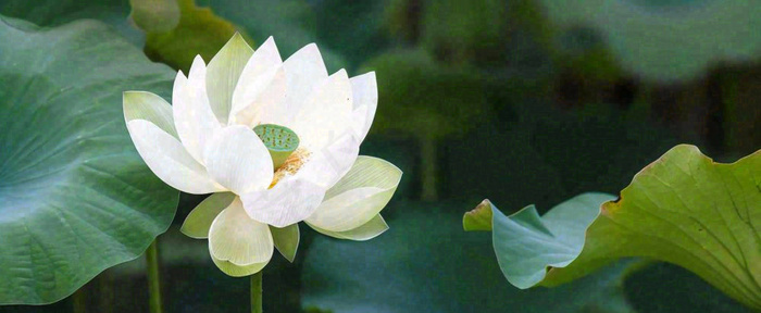 夏天白荷花荷花池，处暑小暑大暑夏至立夏摄影图