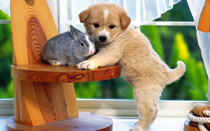 狗狗和小兔