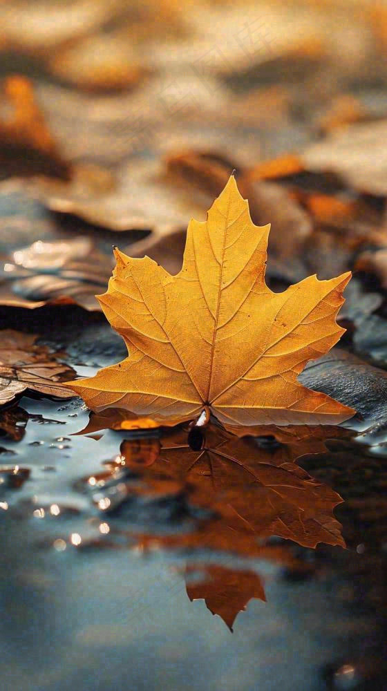 秋天黄色秋叶落叶雨天特写故事感，秋分立秋摄影图