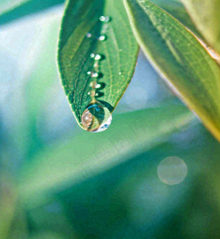 春天草地绿叶上的露珠，惊蛰雨水谷雨摄影图