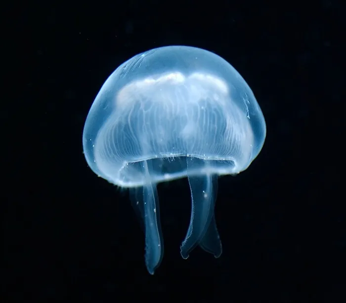 海洋里的水母动物素材图片