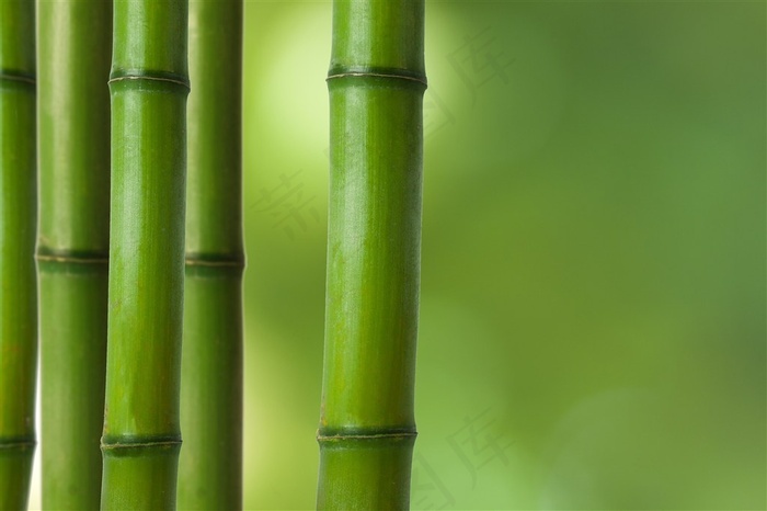 绿竹背景图片 菜鸟图库