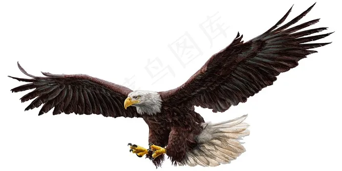 展翅翱翔的黑色雄鹰高清图片