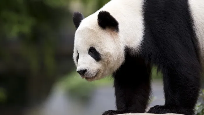 高清大熊猫图片