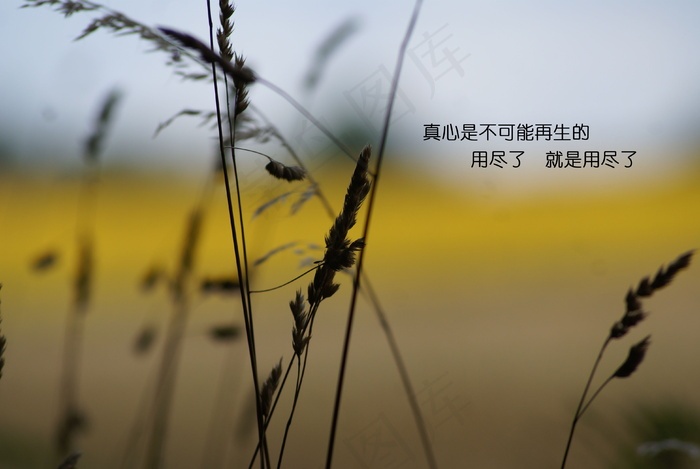 非主流唯美伤感文字图片 菜鸟图库