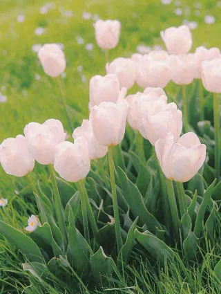 春天粉色郁金香花海绿叶温馨阳光，春分摄影图