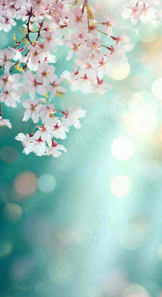 春天枝条上开满花朵，春分摄影图