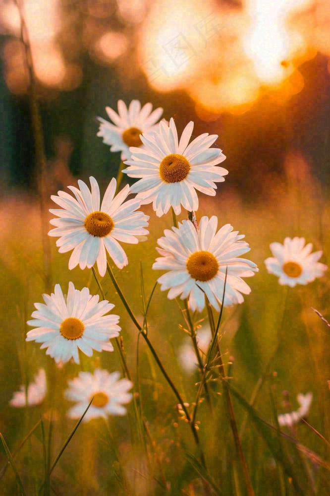 落日小花小草花朵特写，郊游玩耍意境摄影图