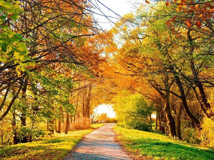 秋天最美的林荫道风景图片