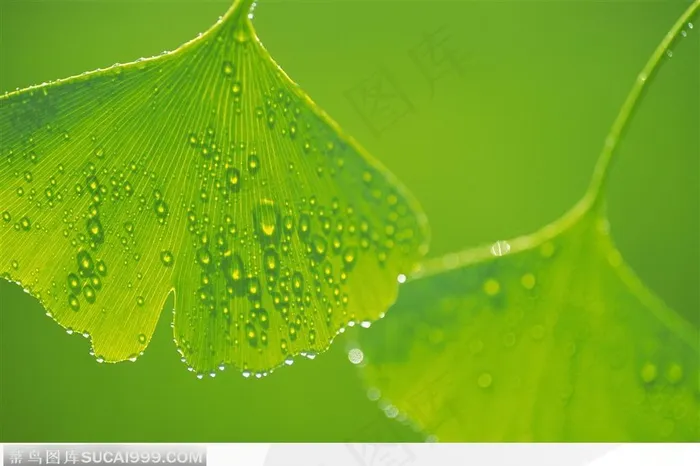 两片沾满雨水的绿色银杏树叶图片