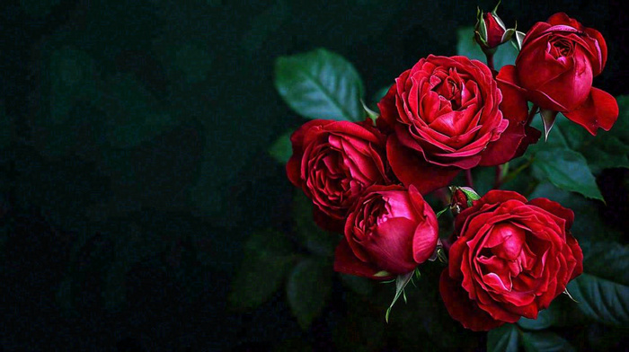红玫瑰鲜花艳丽，花朵暗黑摄影图
