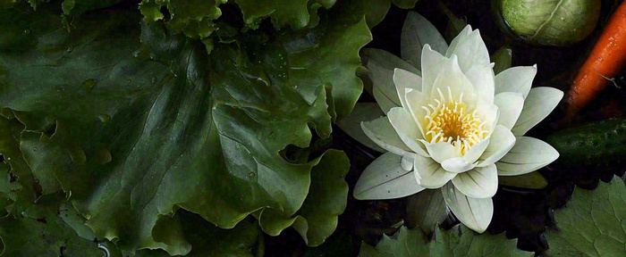 夏天荷花池荷叶白荷花睡莲特写，夏至小暑大暑摄影图