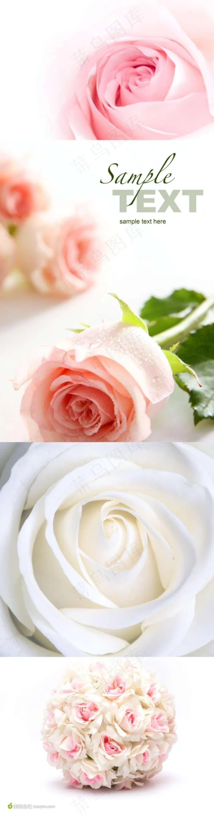 粉玫瑰白玫瑰鲜花背景