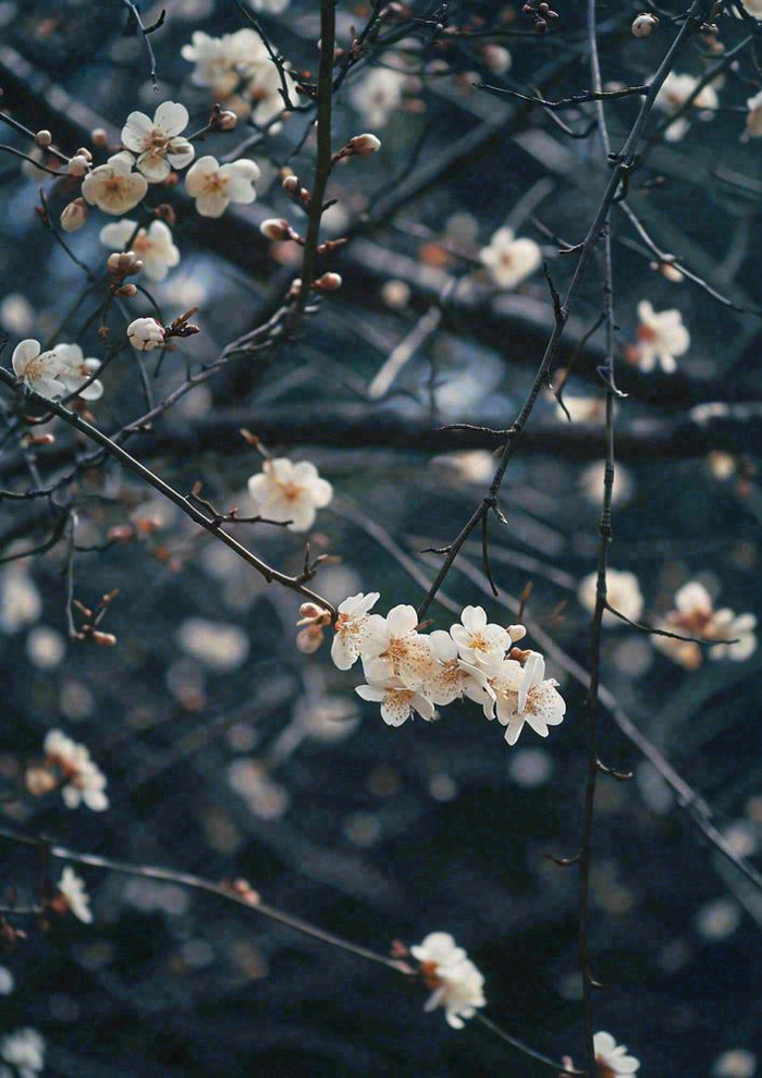 冬天浪漫白色花朵枝叶，冬季植物大雪小雪冬至新春摄影图