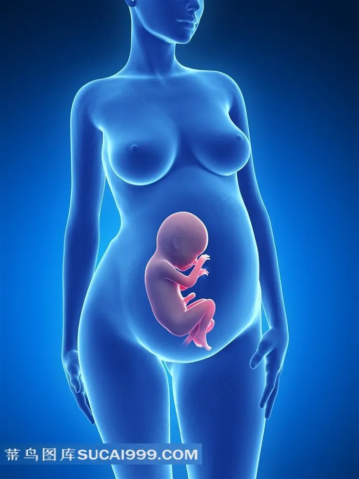 怀孕医学图片素材