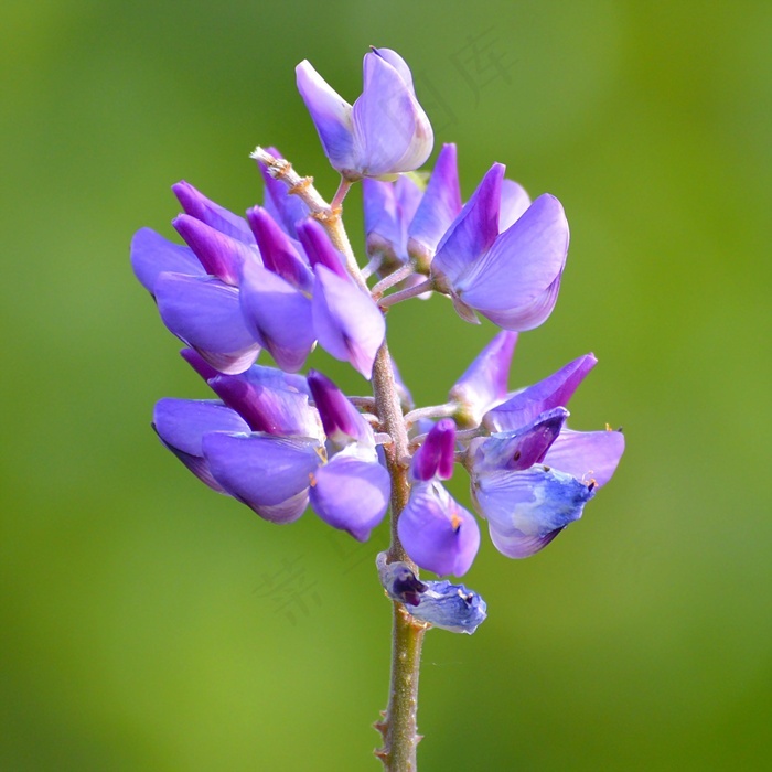 漂亮紫色花图片 菜鸟图库 漂亮紫色花图片 菜鸟图库