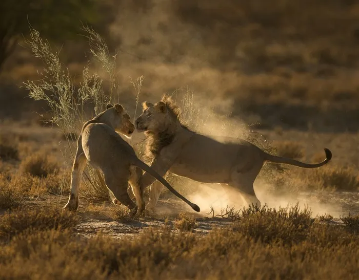 唯美野生动物打架的狮子图片动物大全