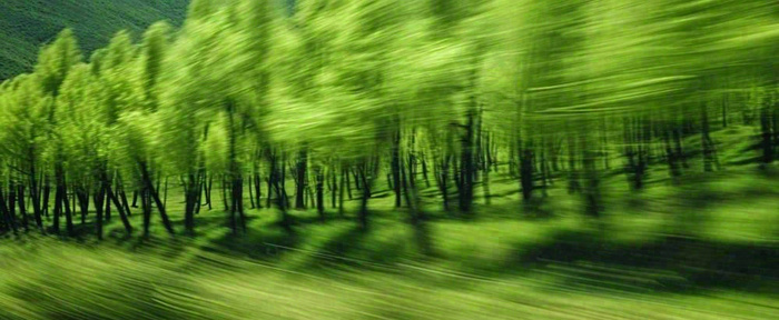 绿色树木虚幻树林摄影图