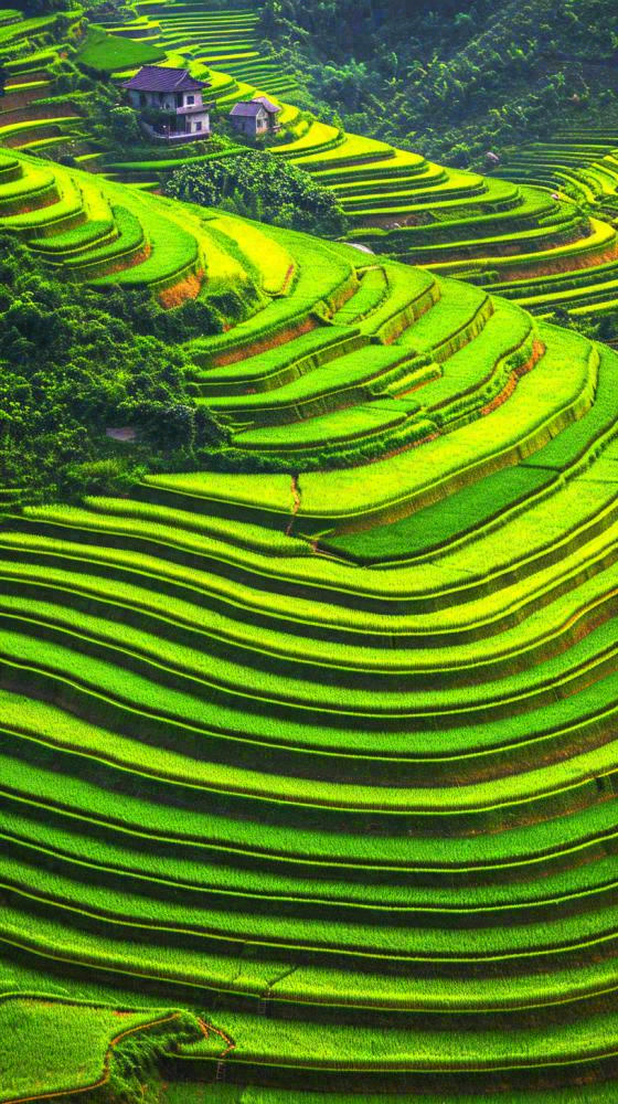 春天唯美绿色梯田种植，乡村小屋，谷雨摄影图