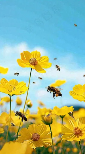 清新春天蓝天花丛黄色小花朵蜜蜂，春分摄影图