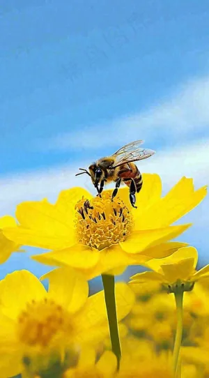 清新春天蓝天花丛黄色小花朵蜜蜂，春分摄影图