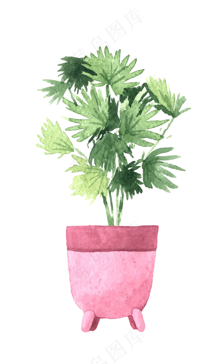 水彩插画-植物33