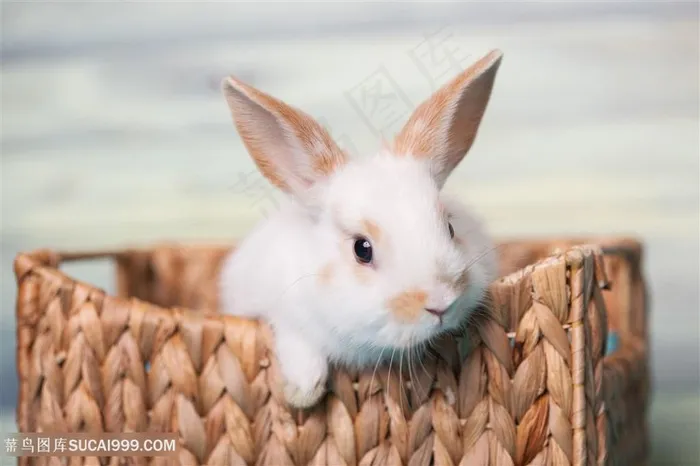 篮子里的小白兔子图片