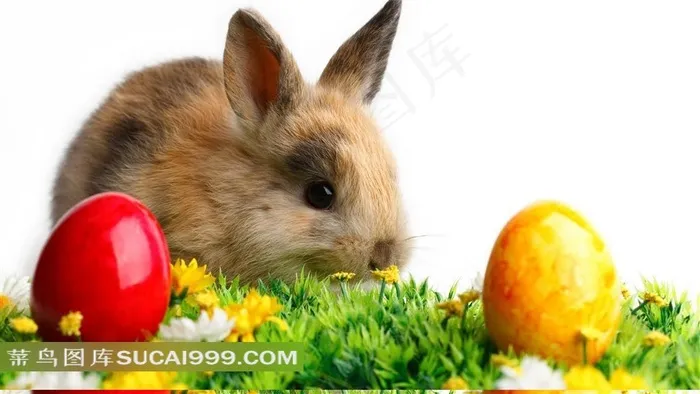 可爱的复活节小兔子图片