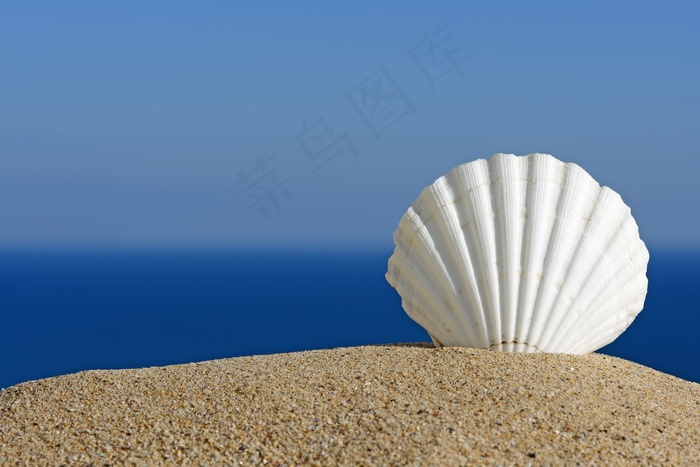 沙滩白色贝壳图片 - 菜鸟图库