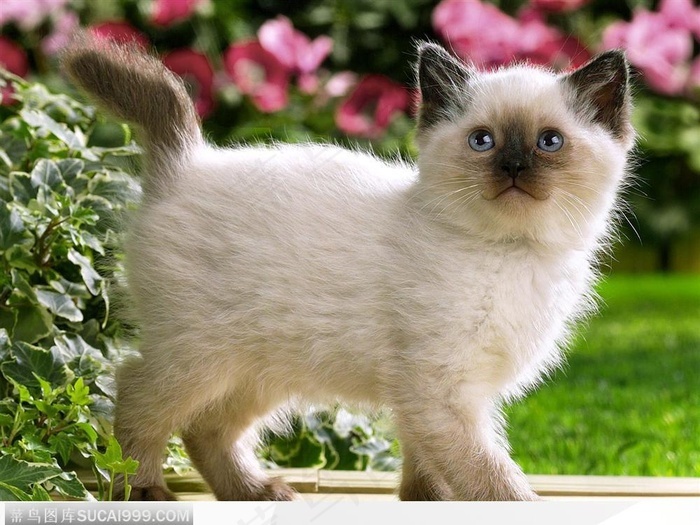 花园中的巴厘猫图片 菜鸟图库