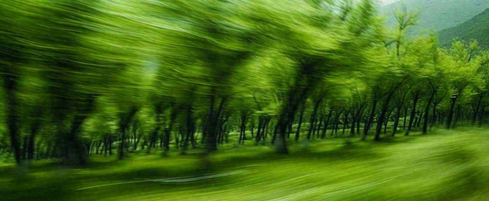 绿色树木虚幻树林摄影图