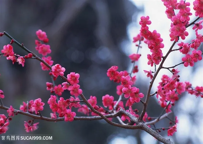 高清满树红艳艳桃花鲜花图片