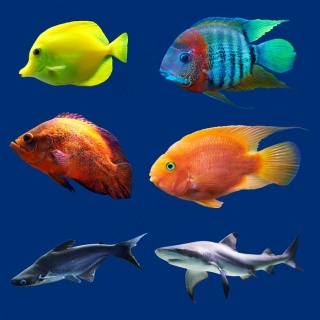 png石斑鱼水彩绘画海鱼鱼类海产图案图片格式: jpg彩色的海洋鱼类