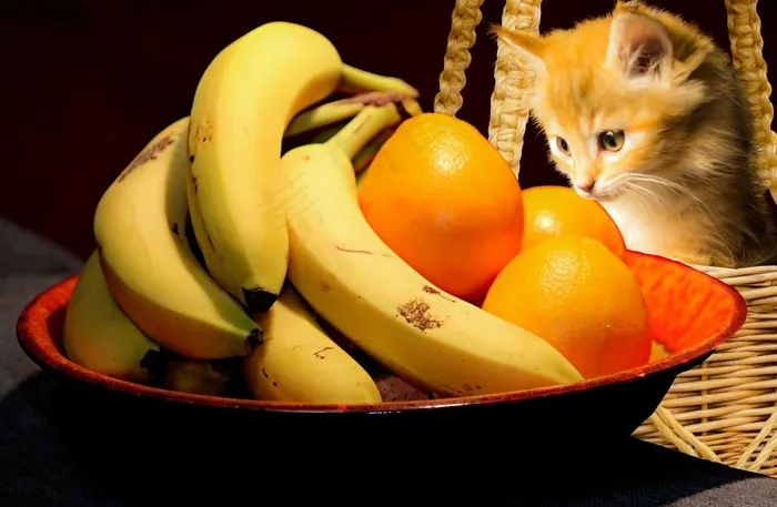 桌面水果与小猫图片