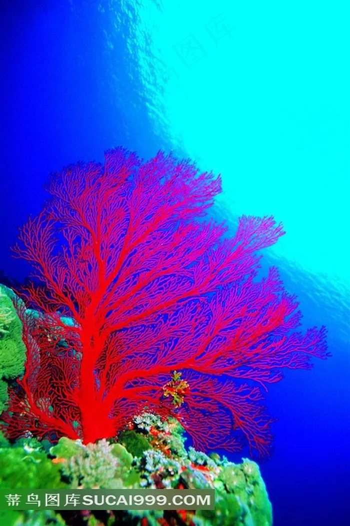 美丽海底珊瑚高清素材图片