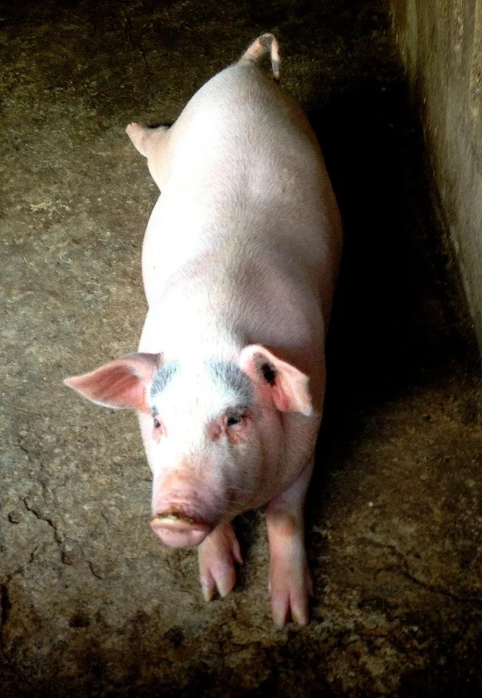 猪动物家畜畜生养猪农村牧场养殖