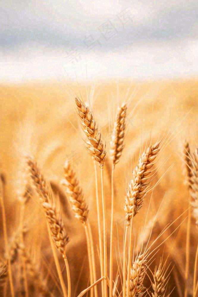 秋天收获小麦收割落日，秋分芒种小满粮食摄影图