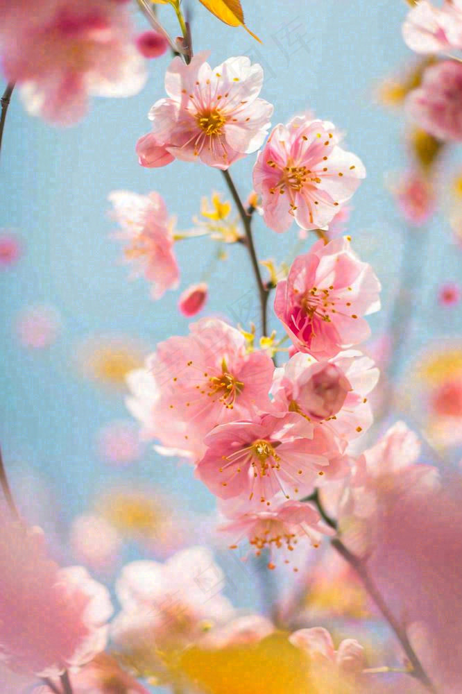 春天蓝天清新粉红桃花花朵树枝嫩叶，立春摄影图