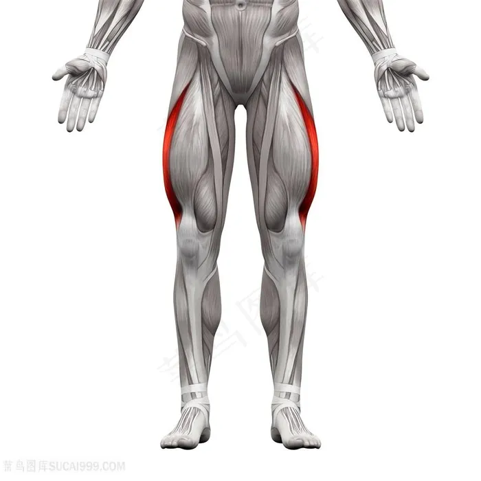 5K人体腿部肌肉图人体器官图