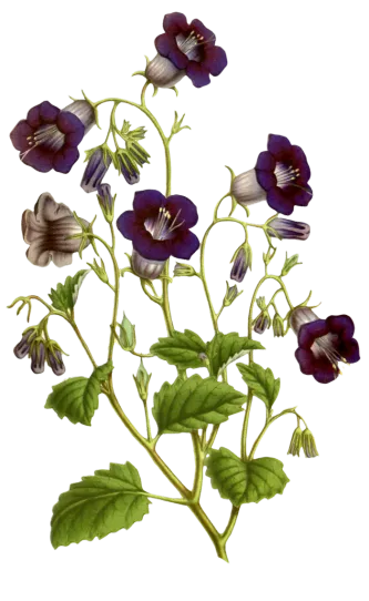 复古手绘植物花卉玫瑰花png免扣图案高清图片ps设计素材图